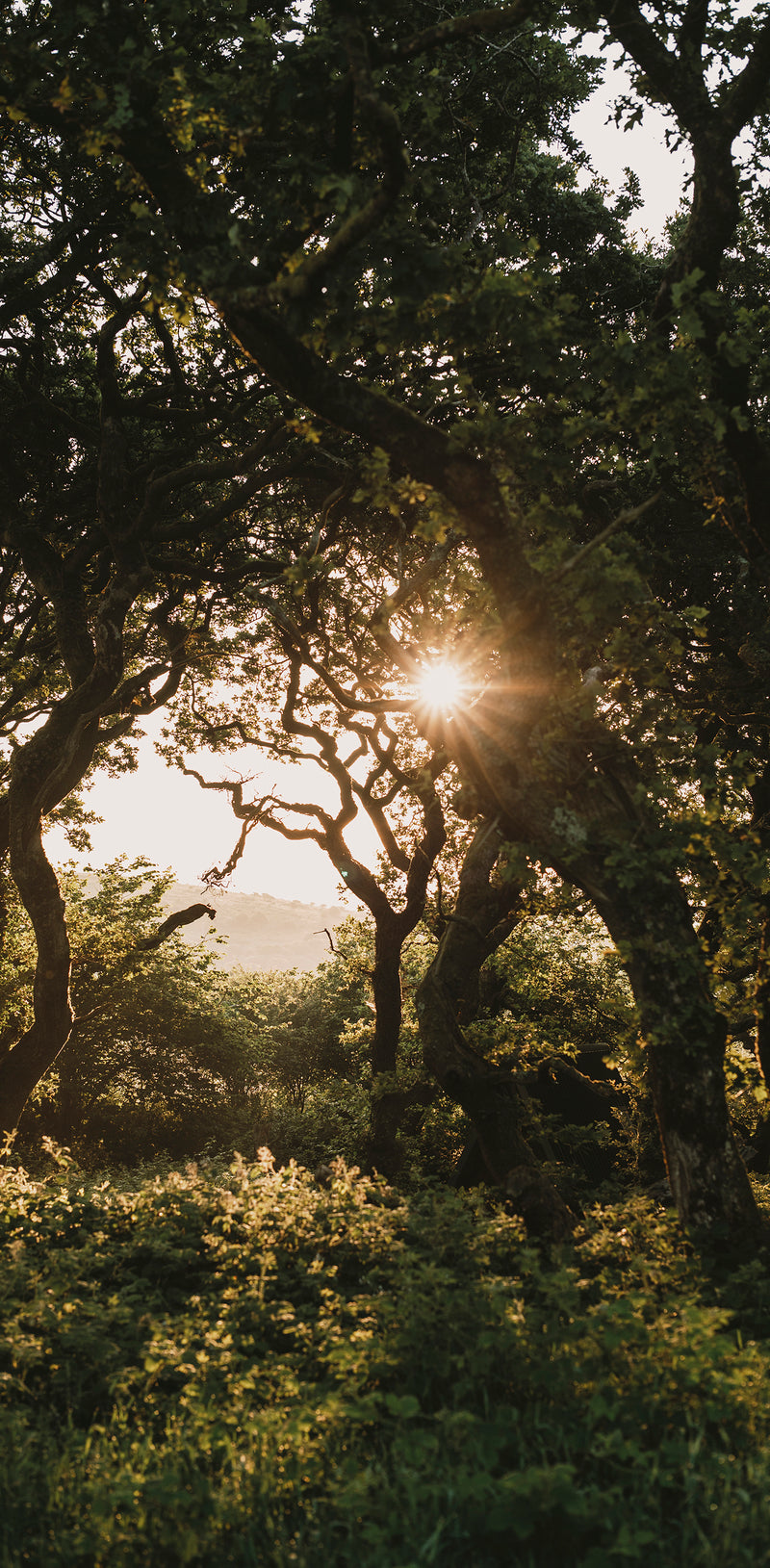 Sunlight filtering through a dense forest of gnarled trees, casting a warm golden glow over green foliage and undergrowth.