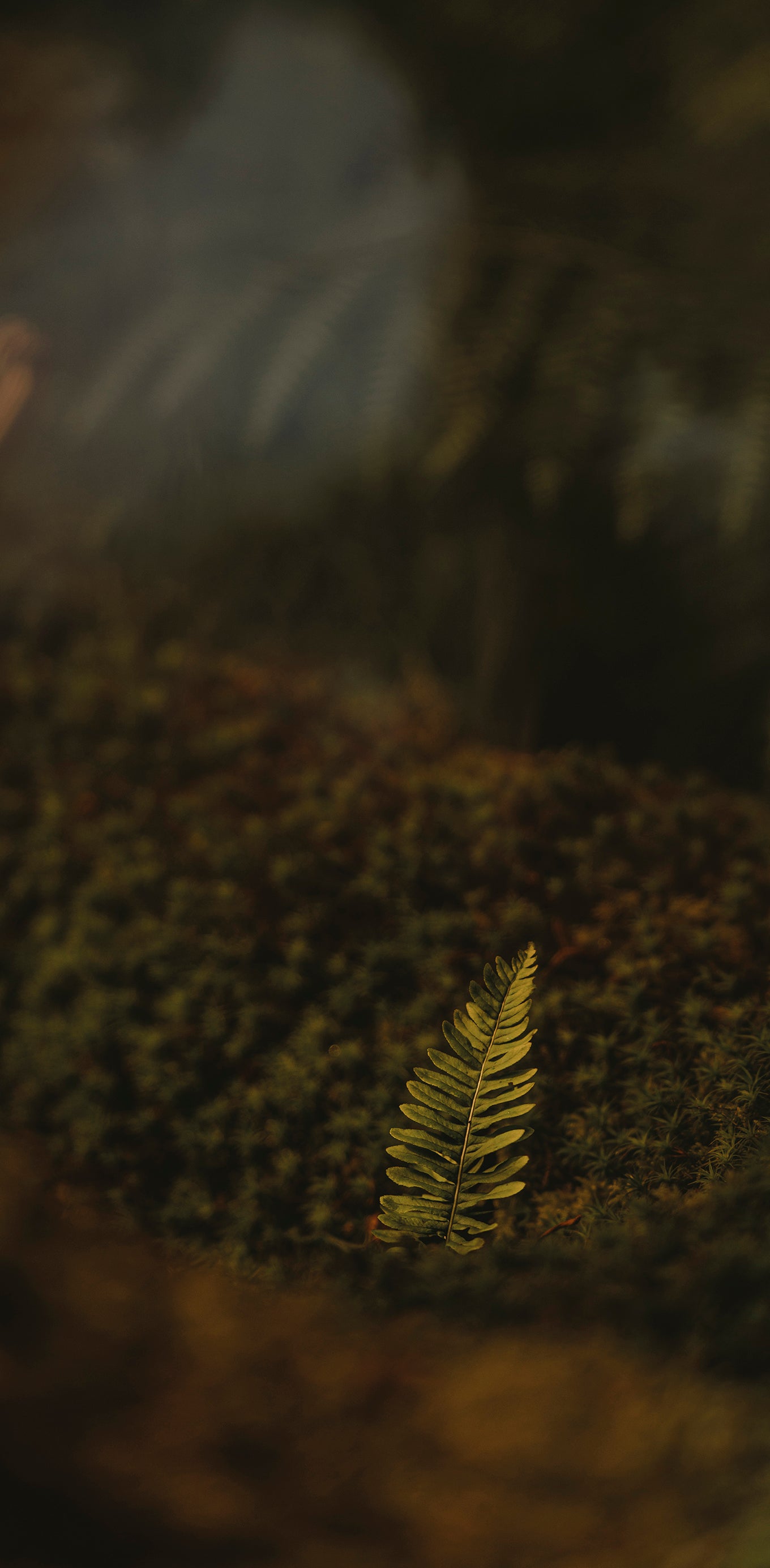A single small green fern leaf stands out against a soft-focus background of dark moss and earthy natural tones.