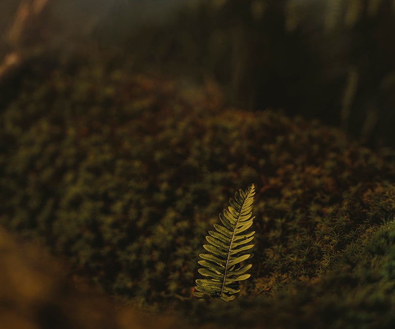 A single small green fern leaf stands out against a soft-focus background of dark moss and earthy natural tones.