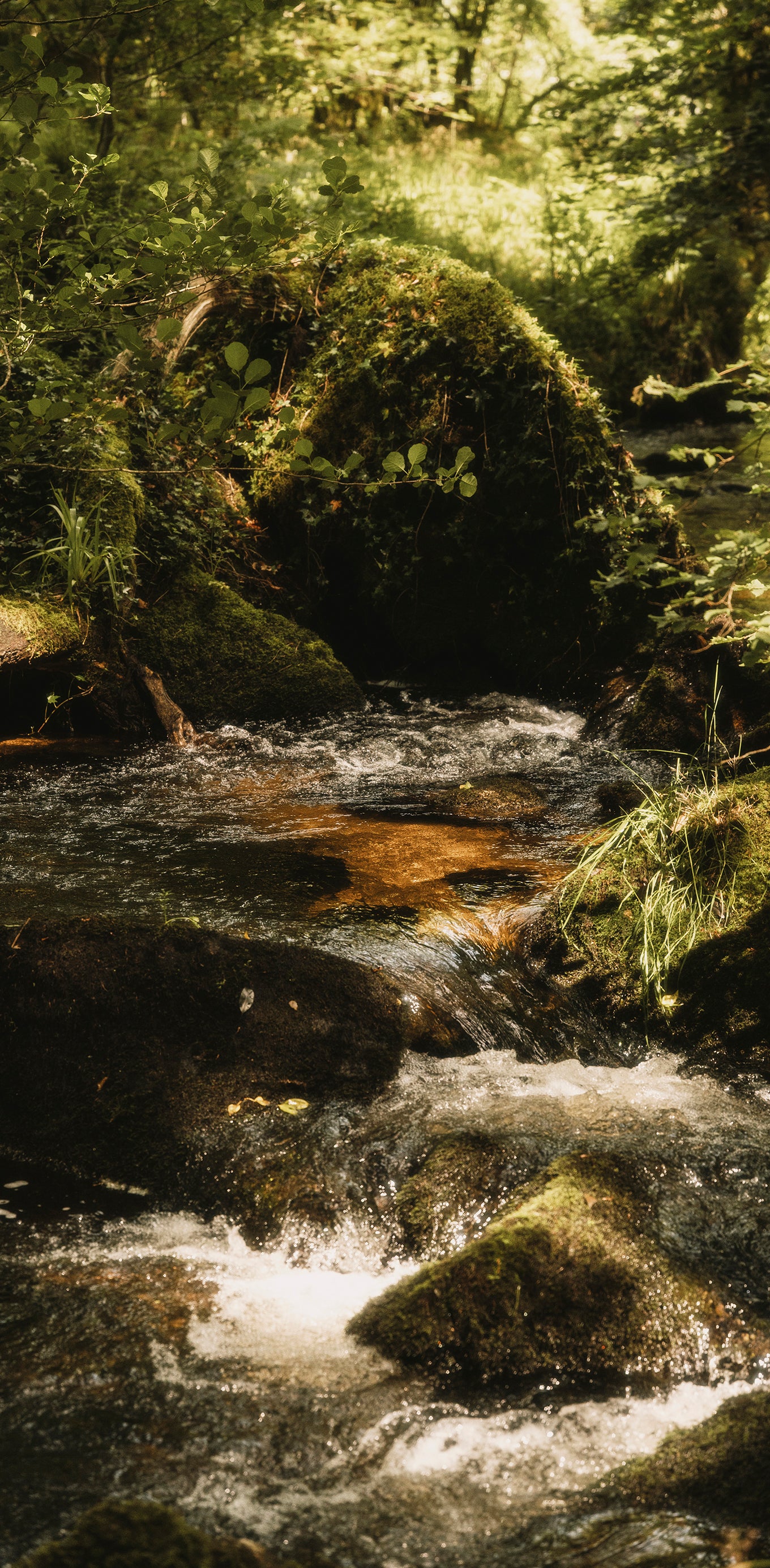 A small forest stream flowing over dark rocks, surrounded by lush green moss, ferns, and foliage in a woodland setting.