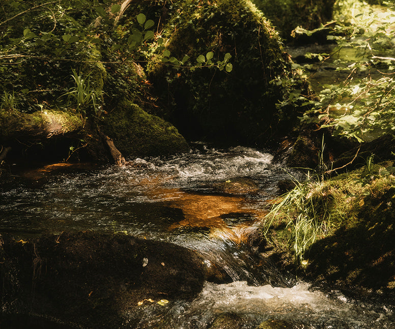 A small forest stream flowing over dark rocks, surrounded by lush green moss, ferns, and foliage in a woodland setting.